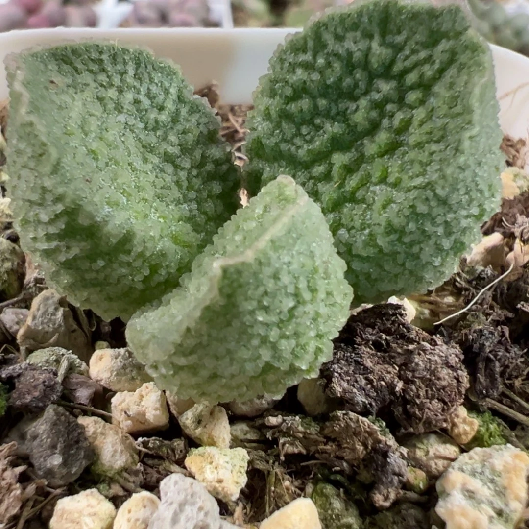 实生新品多肉植物水泡多肉植物