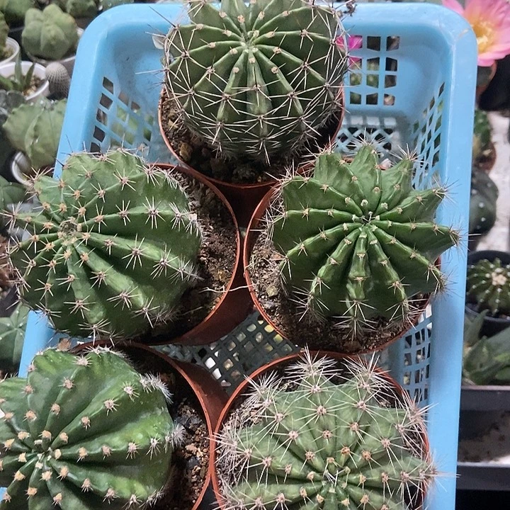 实生随机五色彩草