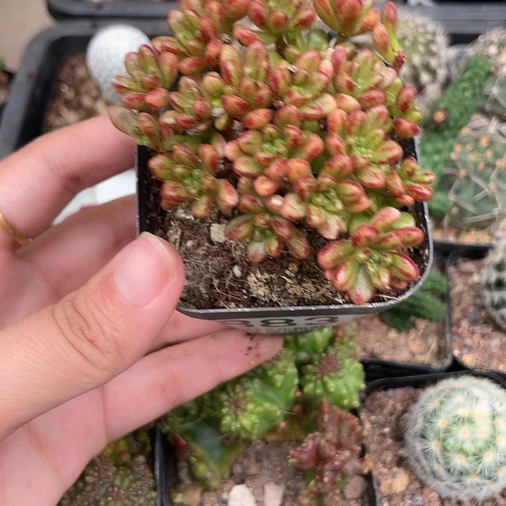 883小人祭多肉植物