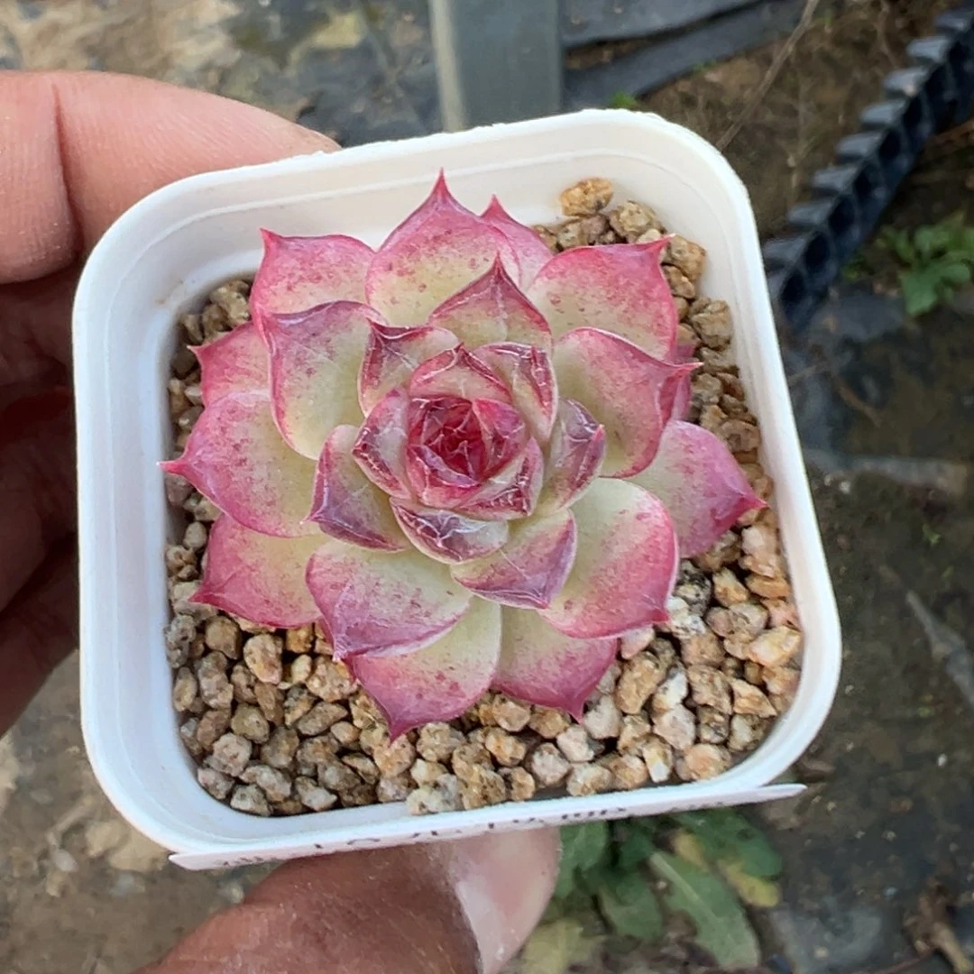 069号杂交一物一拍