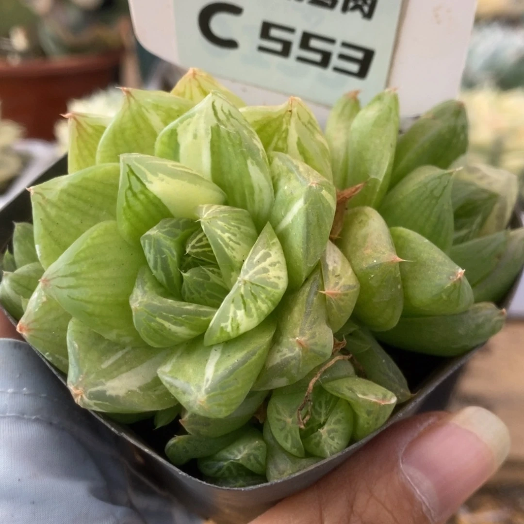 553金之华锦锦锦锦锦锦