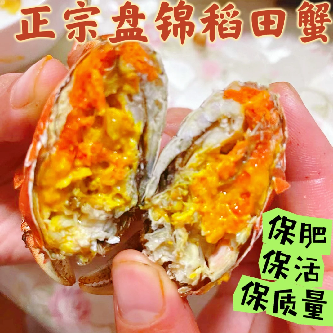 盘锦河蟹活蟹全顺丰包邮鲜活发货全母蟹1.2-1.5两14只-23只