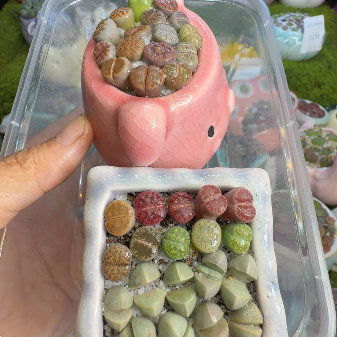 h***h多肉植物一物一拍1175