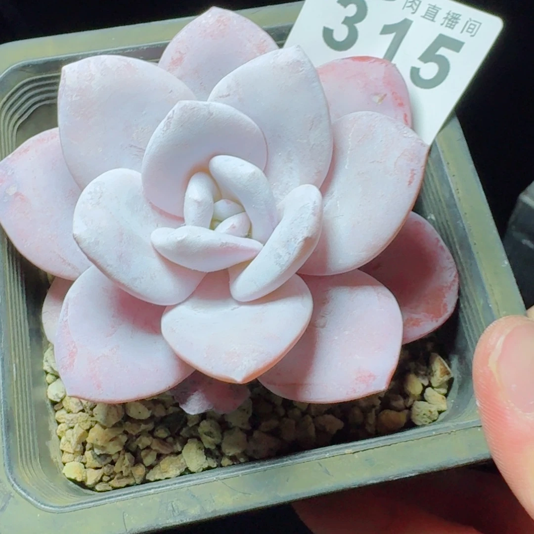 粉雪莲            精美多肉植物