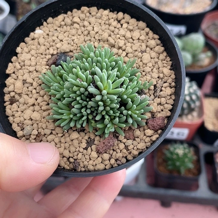 923晶珊瑚植物块根