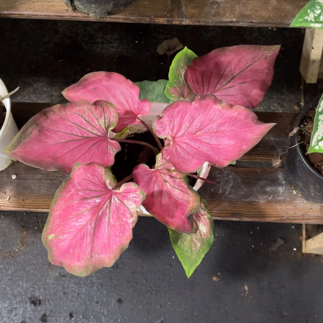 无花朵M****常少女心