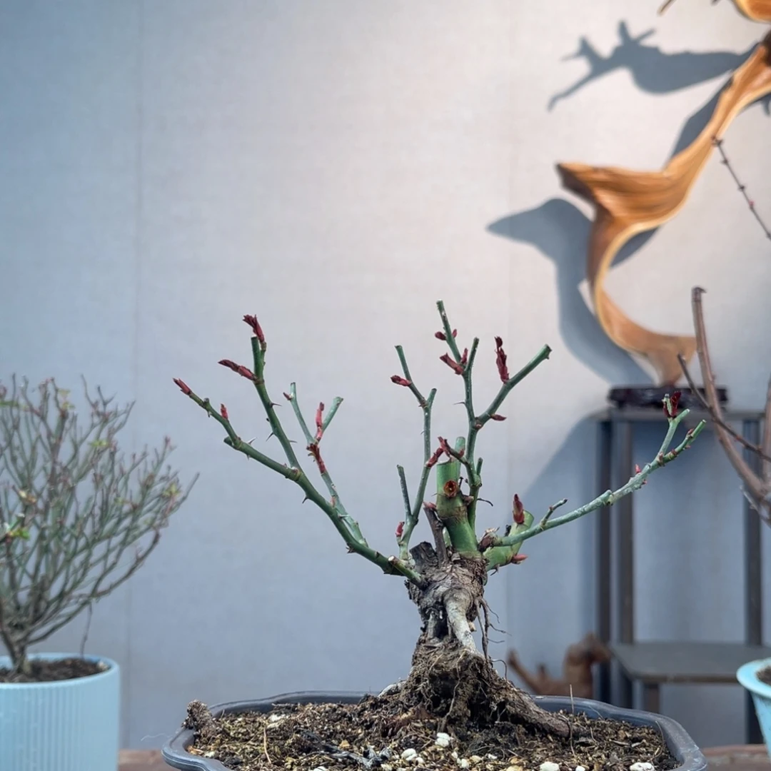 微月季盆景11111正****年