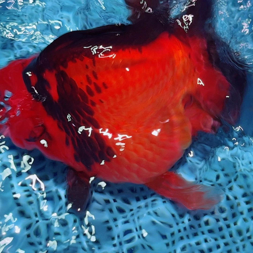 狮头鱼直播间一物一拍打氧气18