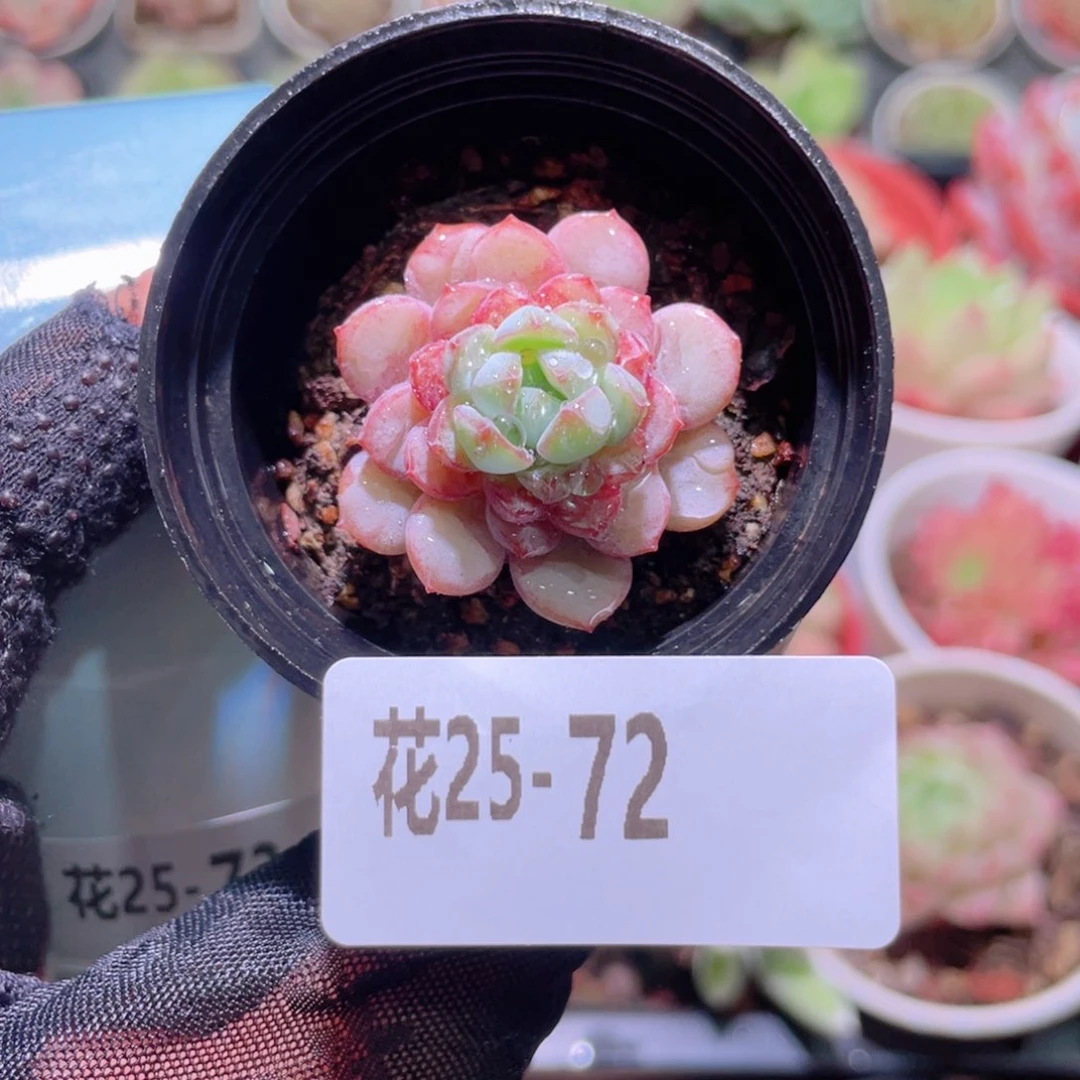 花利美25-72血钻单头