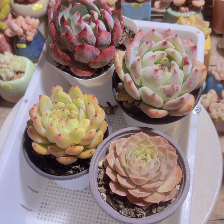 框拍一物一拍编号297