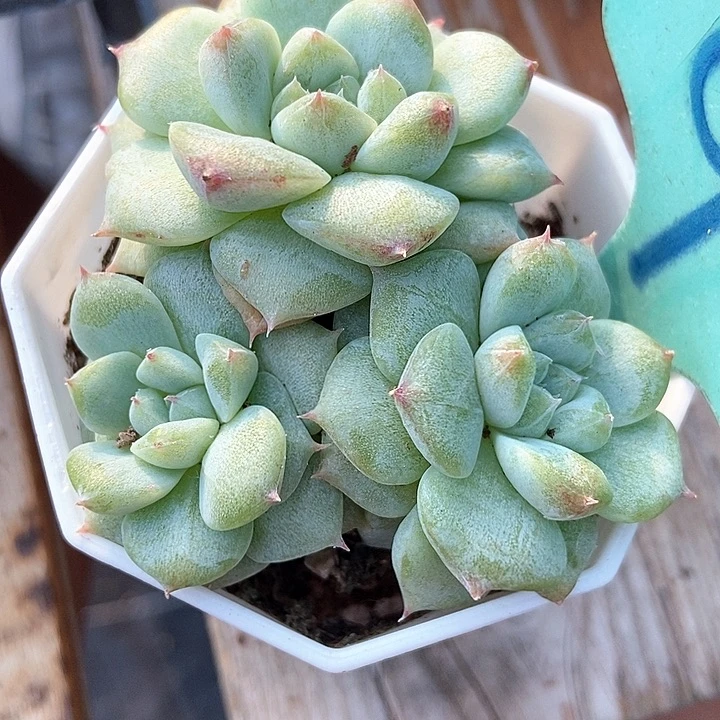 多肉植物甜心石化9