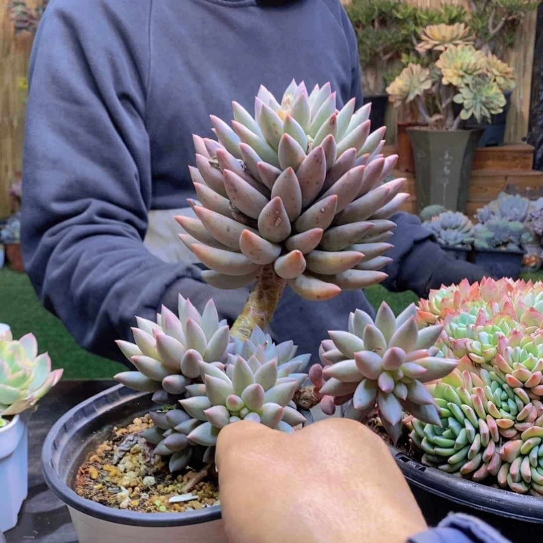 清**雨C43号红蜻蜓多肉