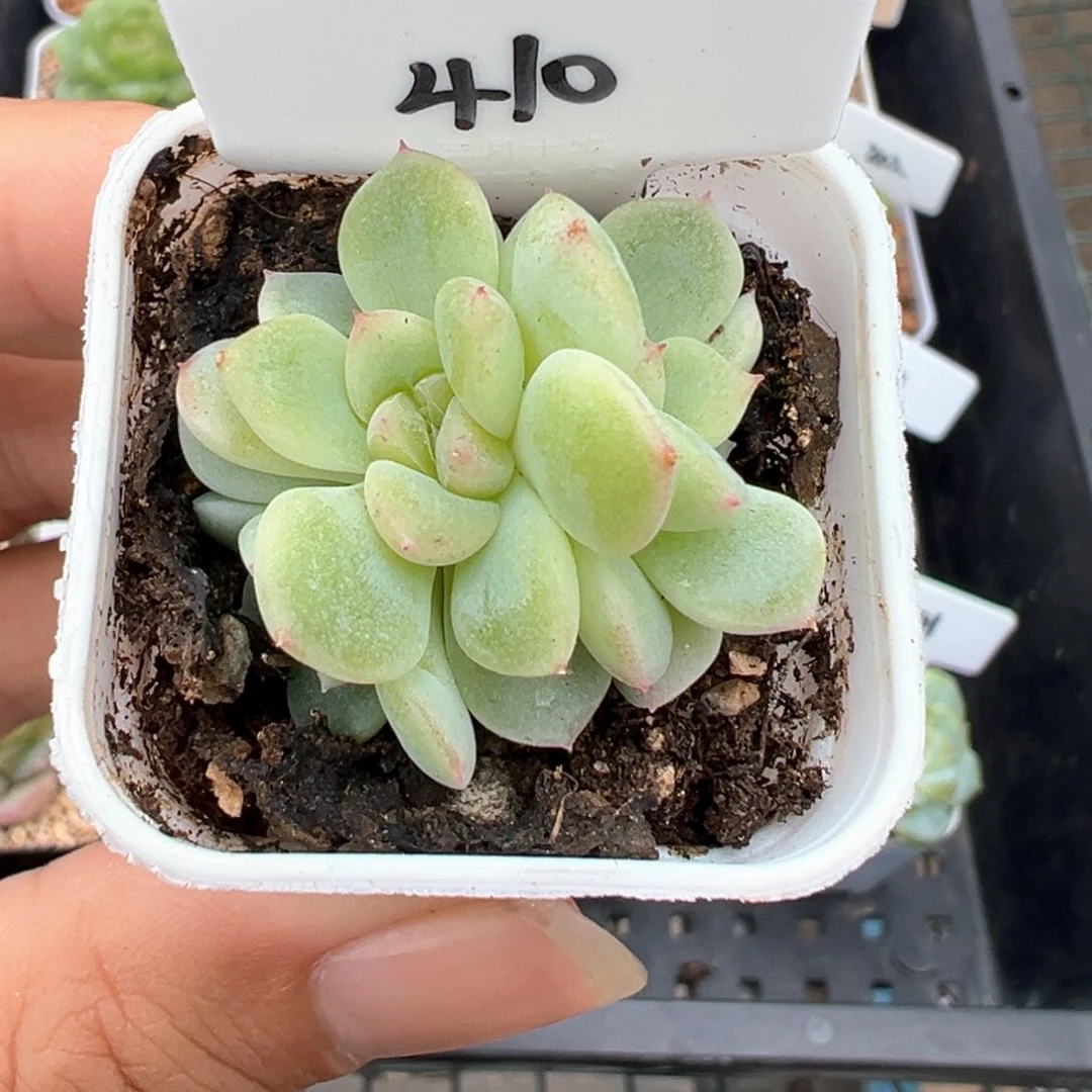 410号竹马4头 晗雨多肉