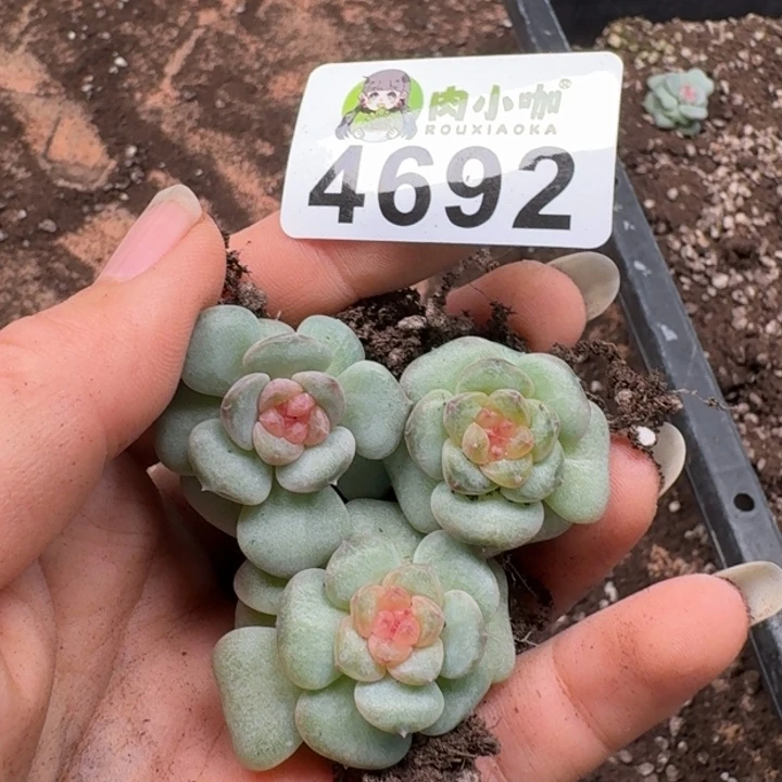多肉植物多肉植物