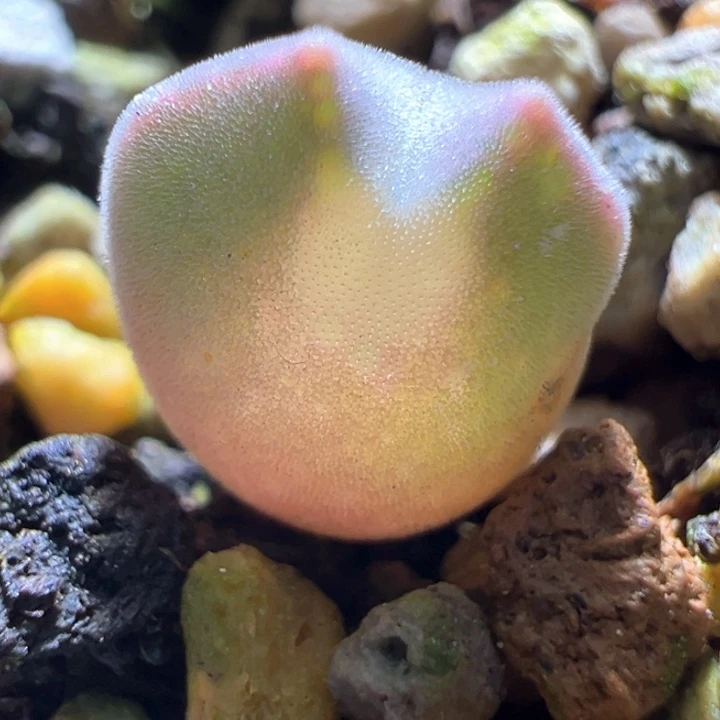 A118青蛙种源优选两年大眼空蝉。 限定福利。