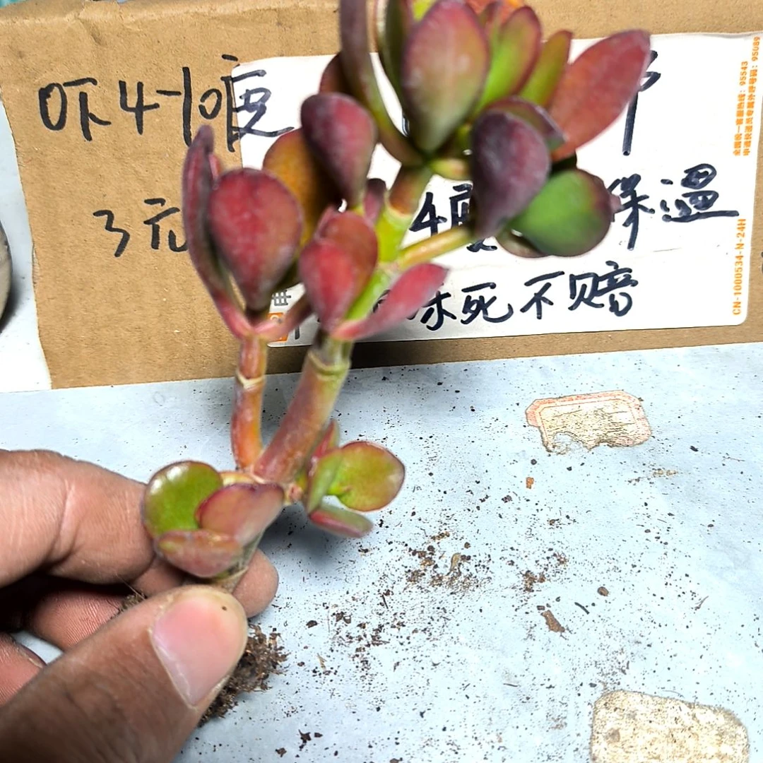 满6元包邮，#继红花月多头