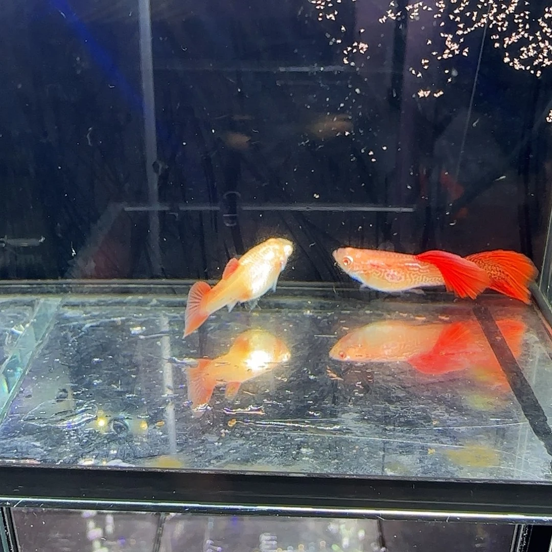 孔雀鱼金属红蕾丝白子