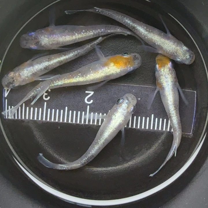 青鳉鱼04三色干1号