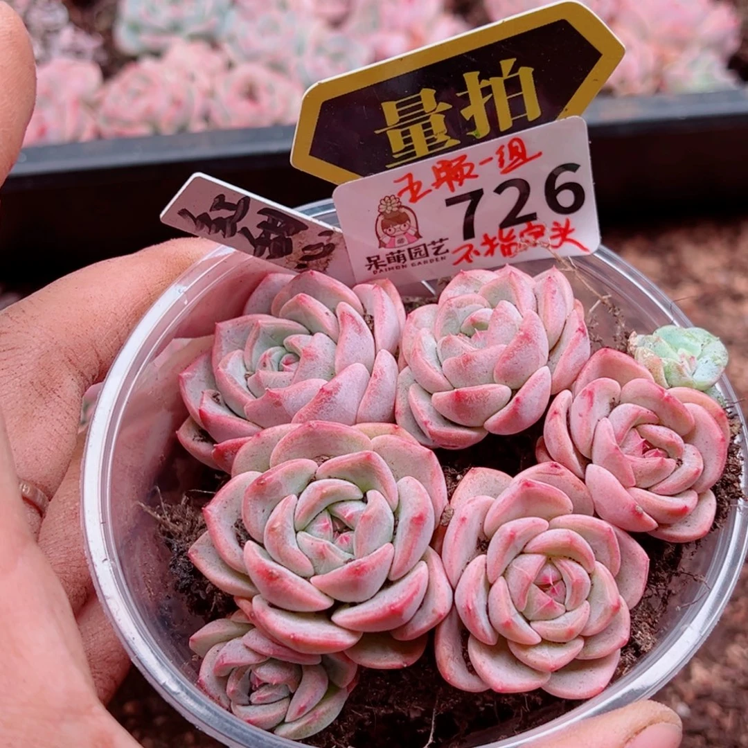 多肉植物多肉植物
