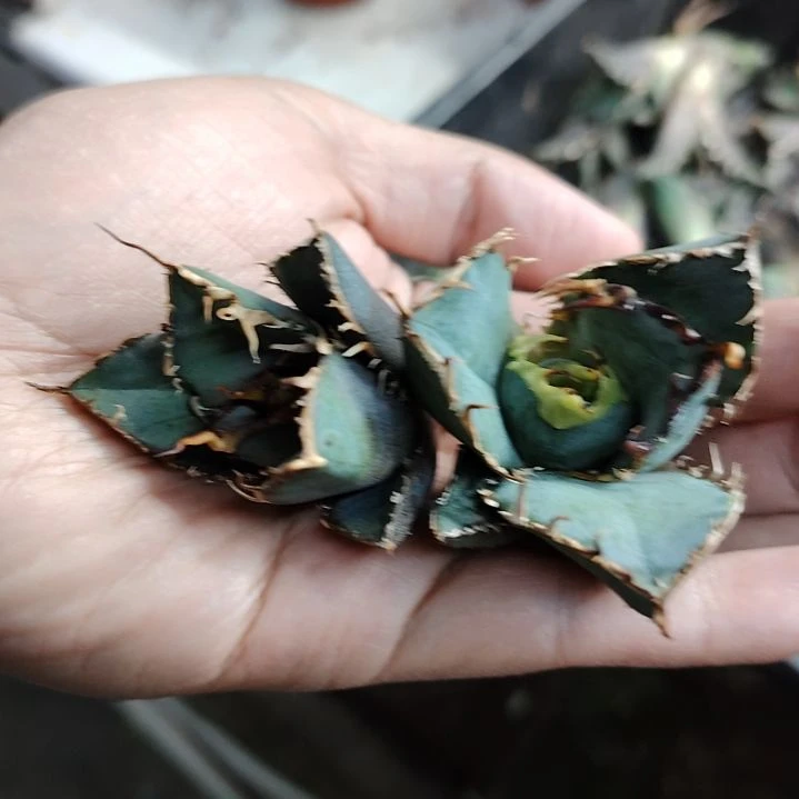 白鲸仁王冠龙舌兰顶芽