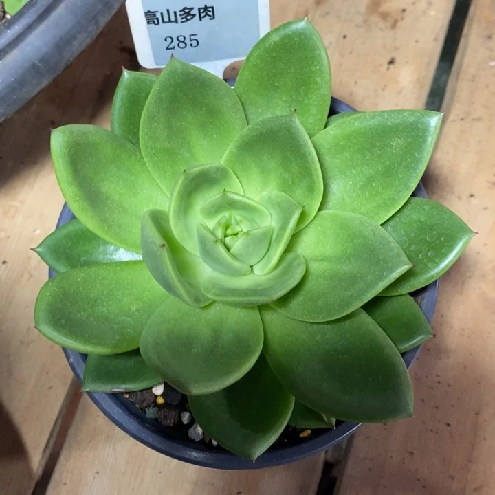 D285/ 直播福利 翠花