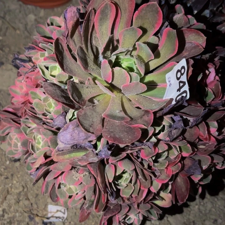 840男神多肉植物不售后