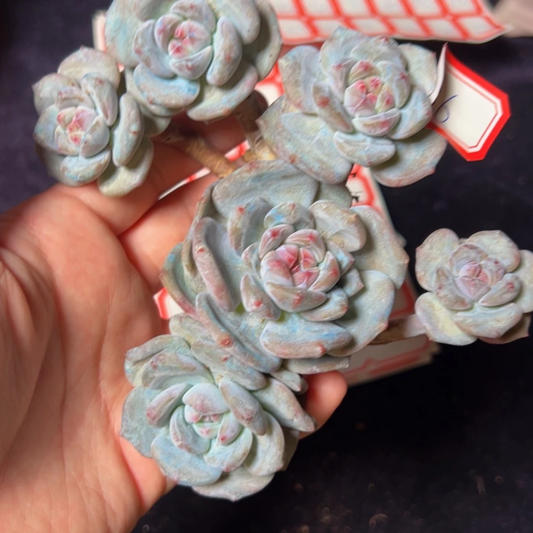 新年快乐 新年快乐 新年快乐