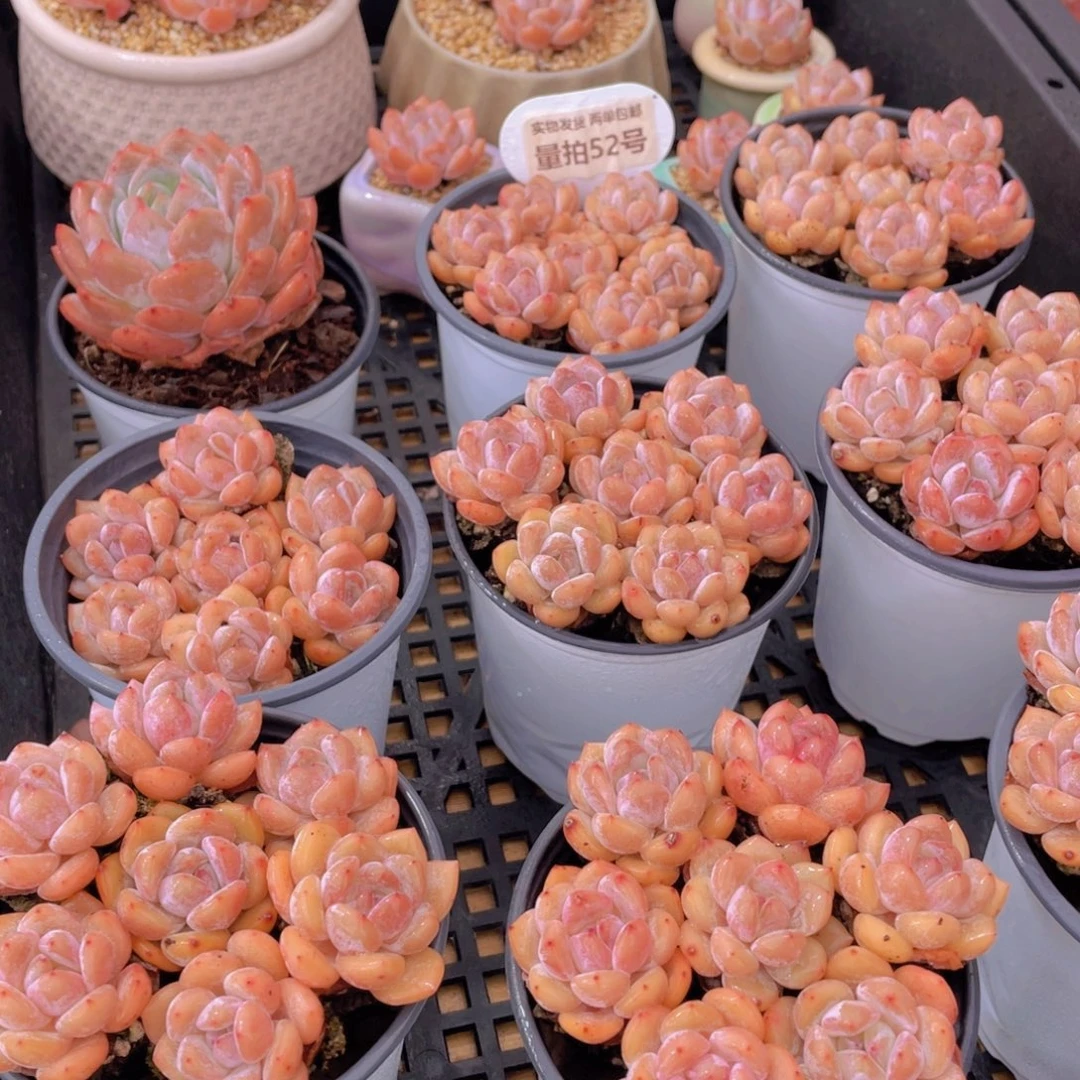 量拍52号 果冻韩版仙女橙单头组合7个