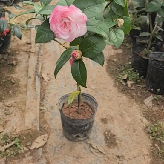 完全开放苍山玫瑰