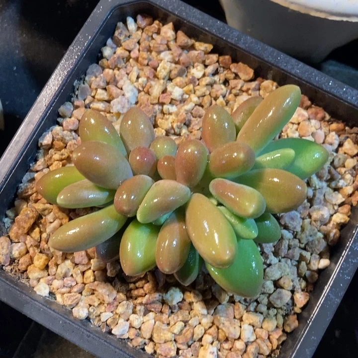 正版芒果奶多肉植物