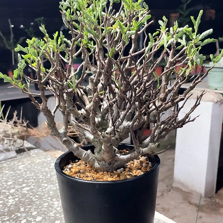 捡漏树型苏木666666666