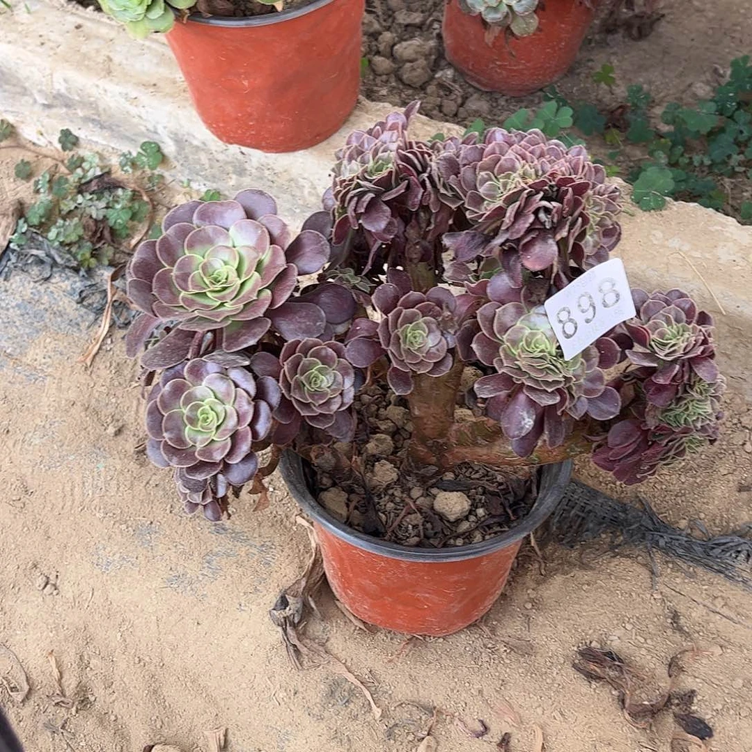 芳***欧綴989不包断枝的