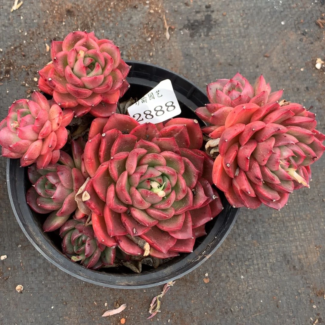 2888不包整散掉头不售后