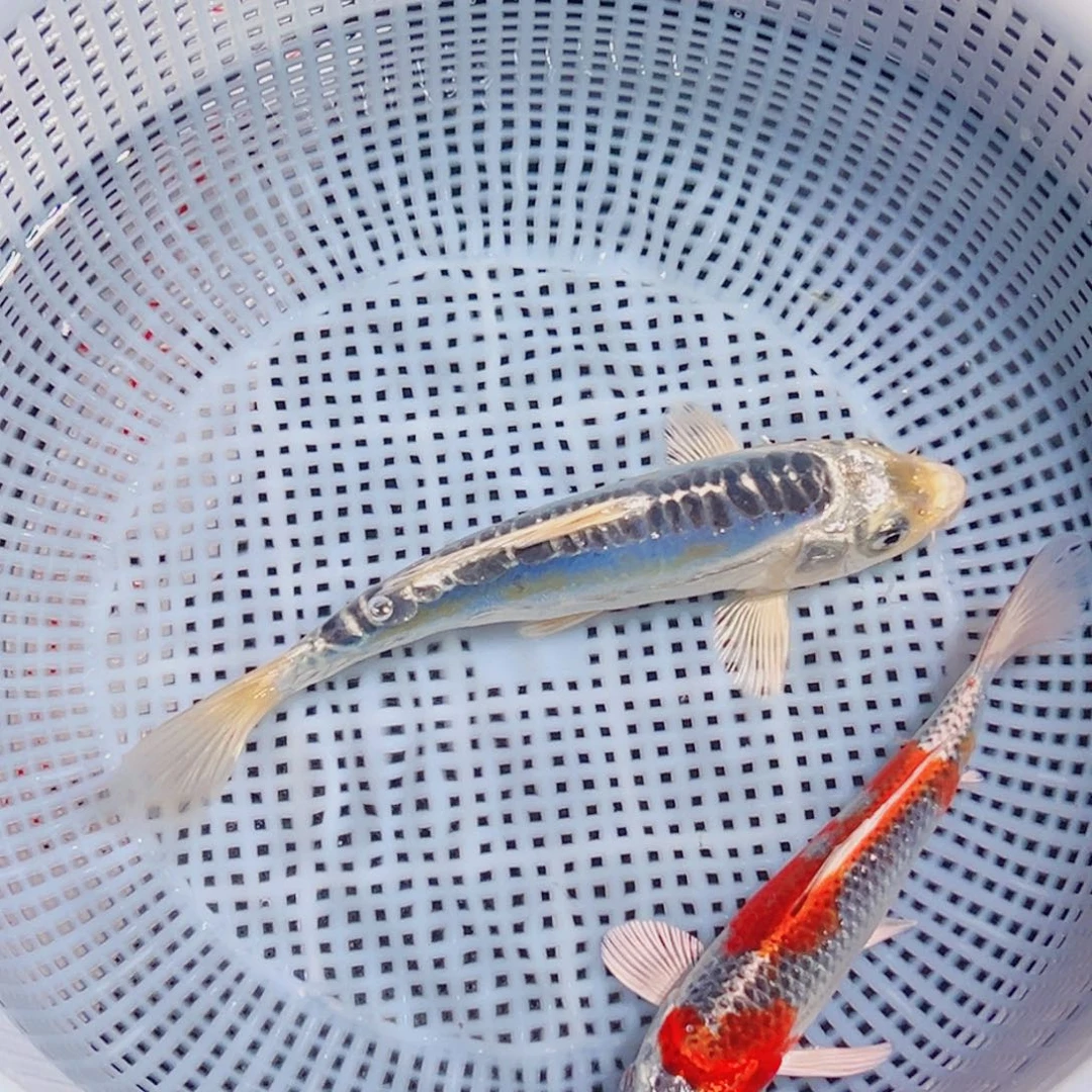 锦鲤锦鲤观赏鱼1111