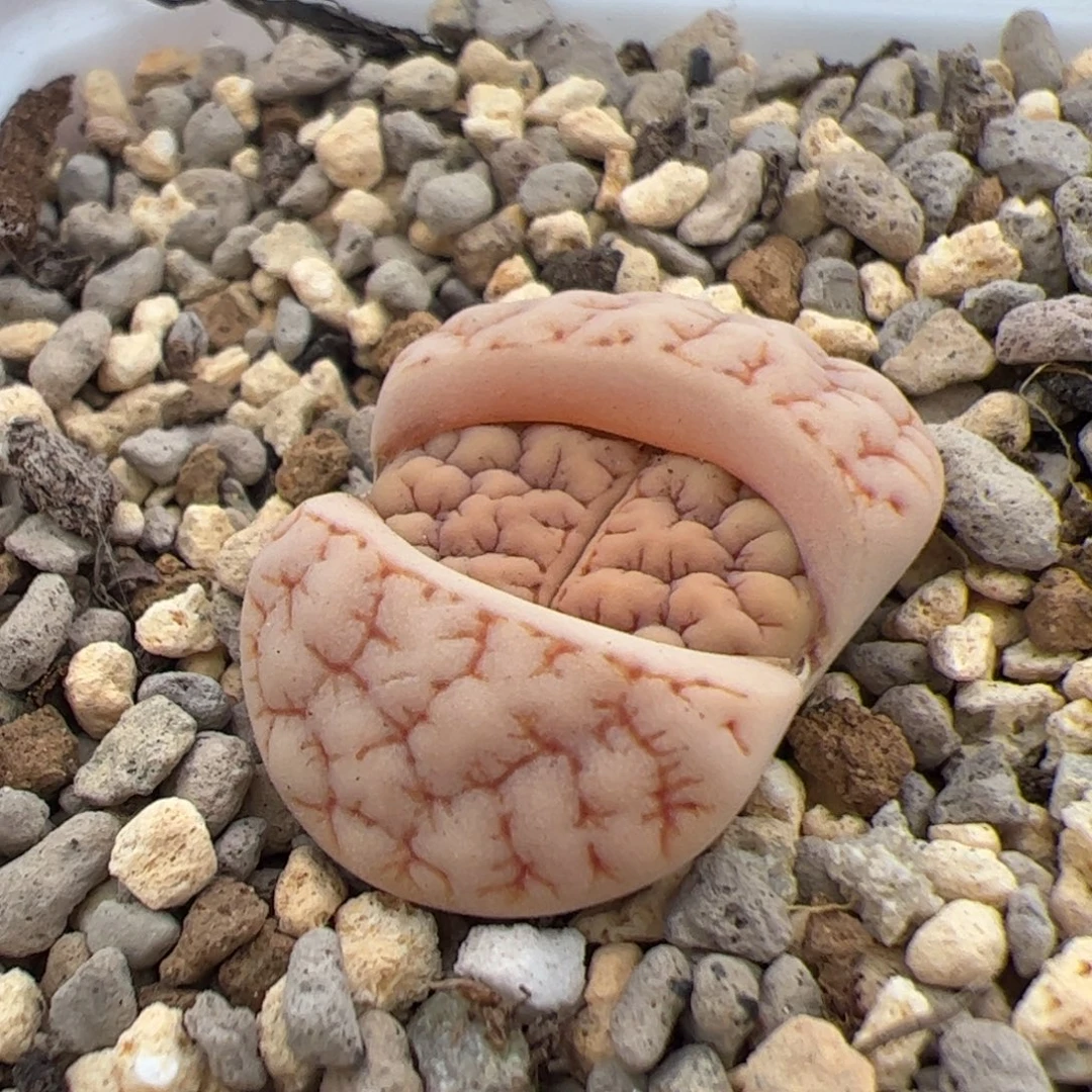 0357号189 多肉植物