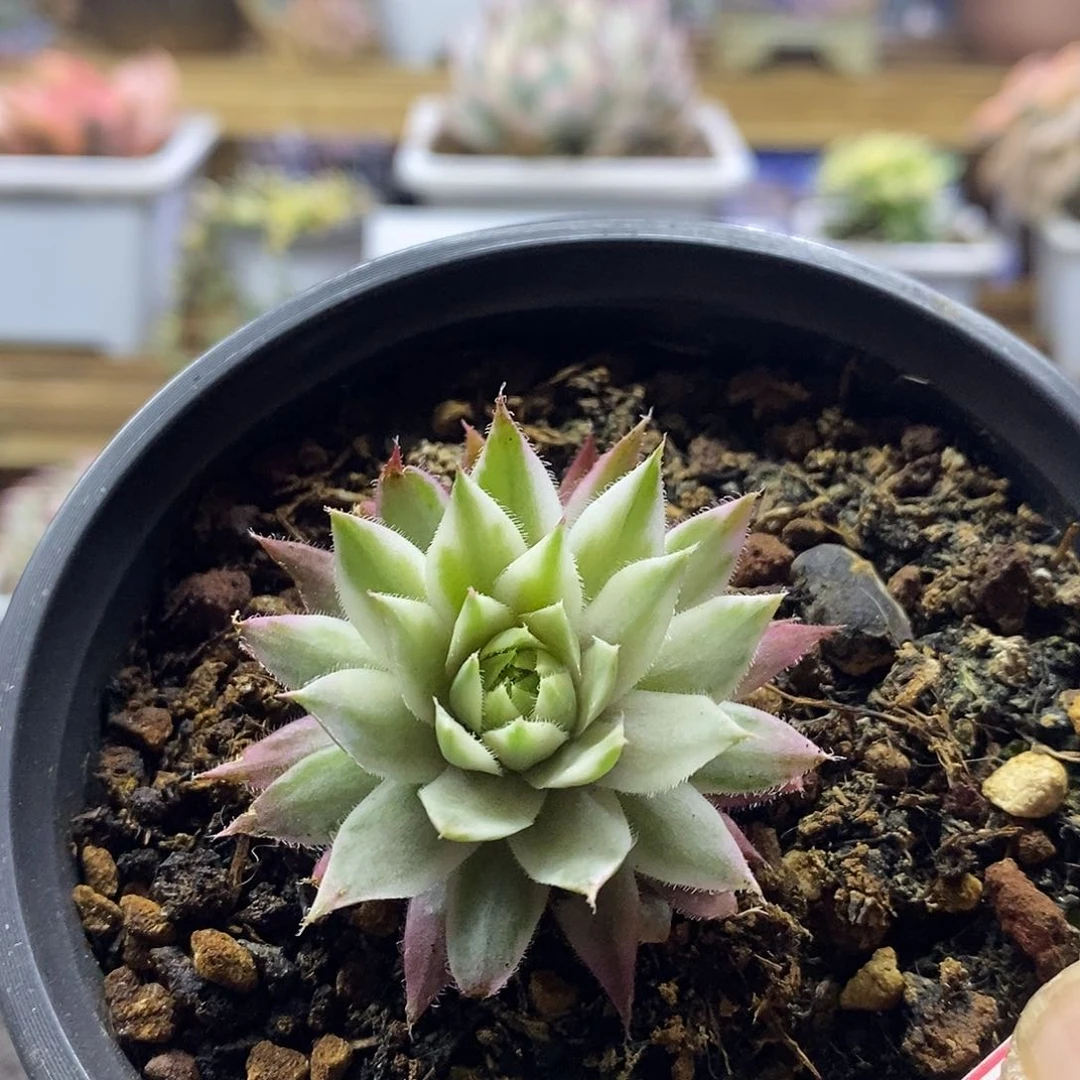 15167 长生草白覆轮锦