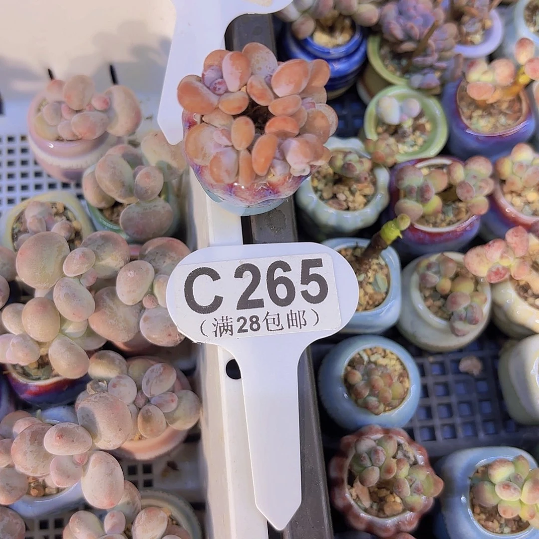 C265粉红女郎一物一拍