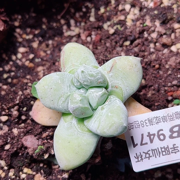 9471拇指仙女杯多肉