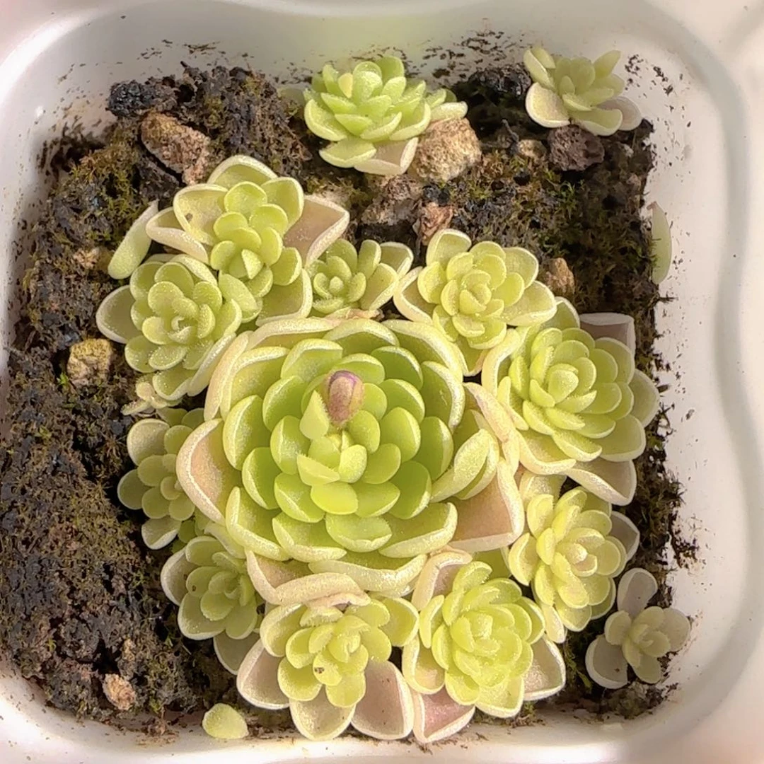 多肉0102-144捕虫堇