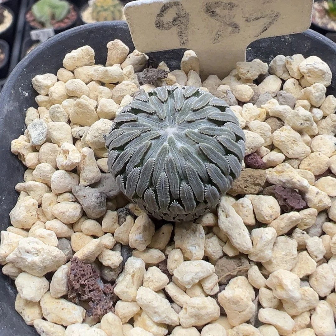 983实生精巧丸2.2