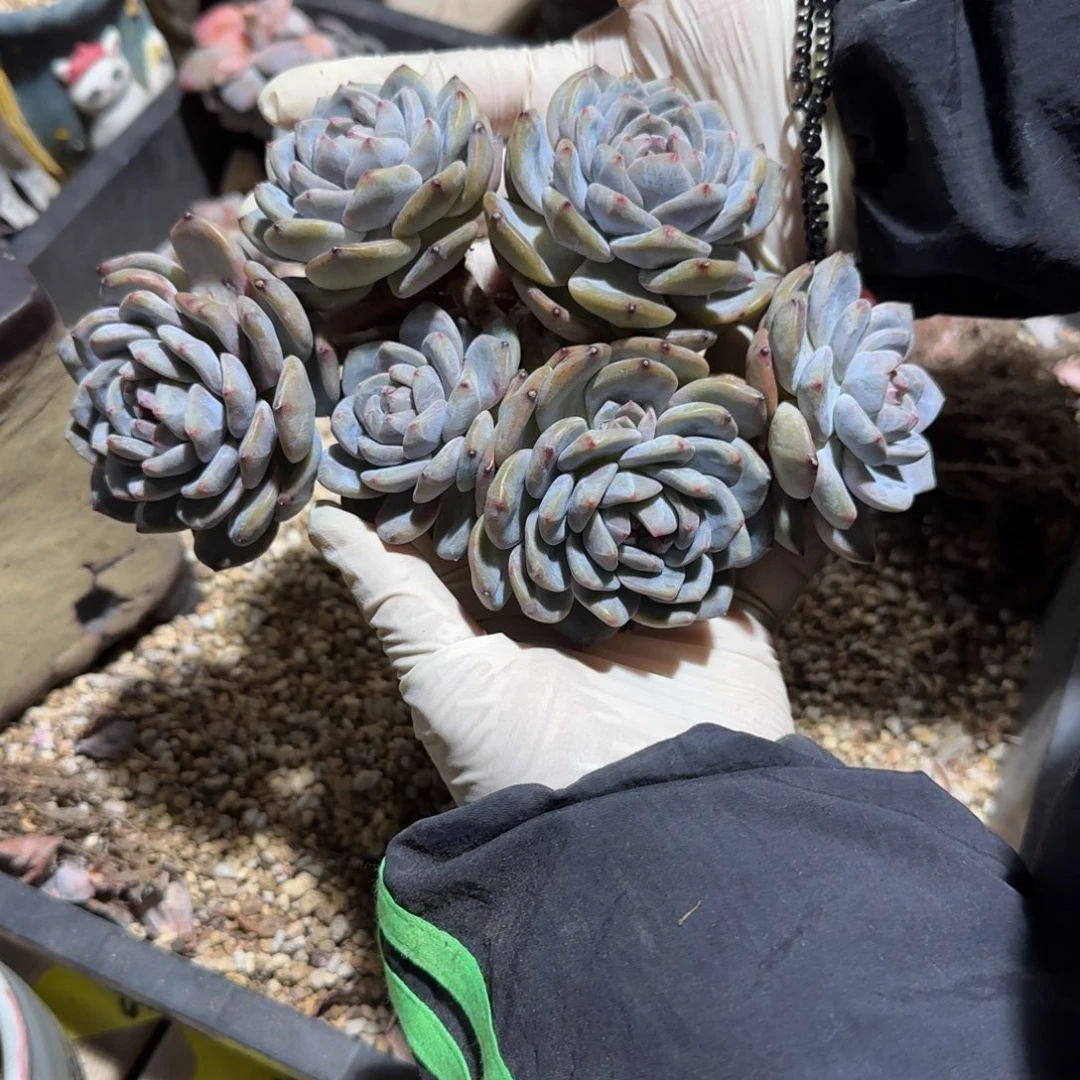 突尼斯星影发货有砍多肉