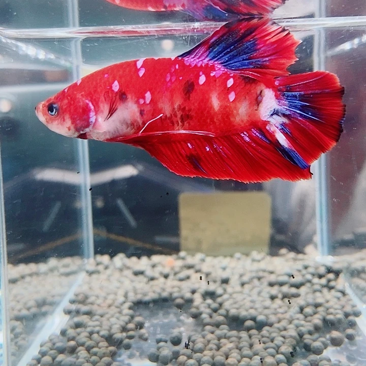 斗鱼黑77号巨斗将军