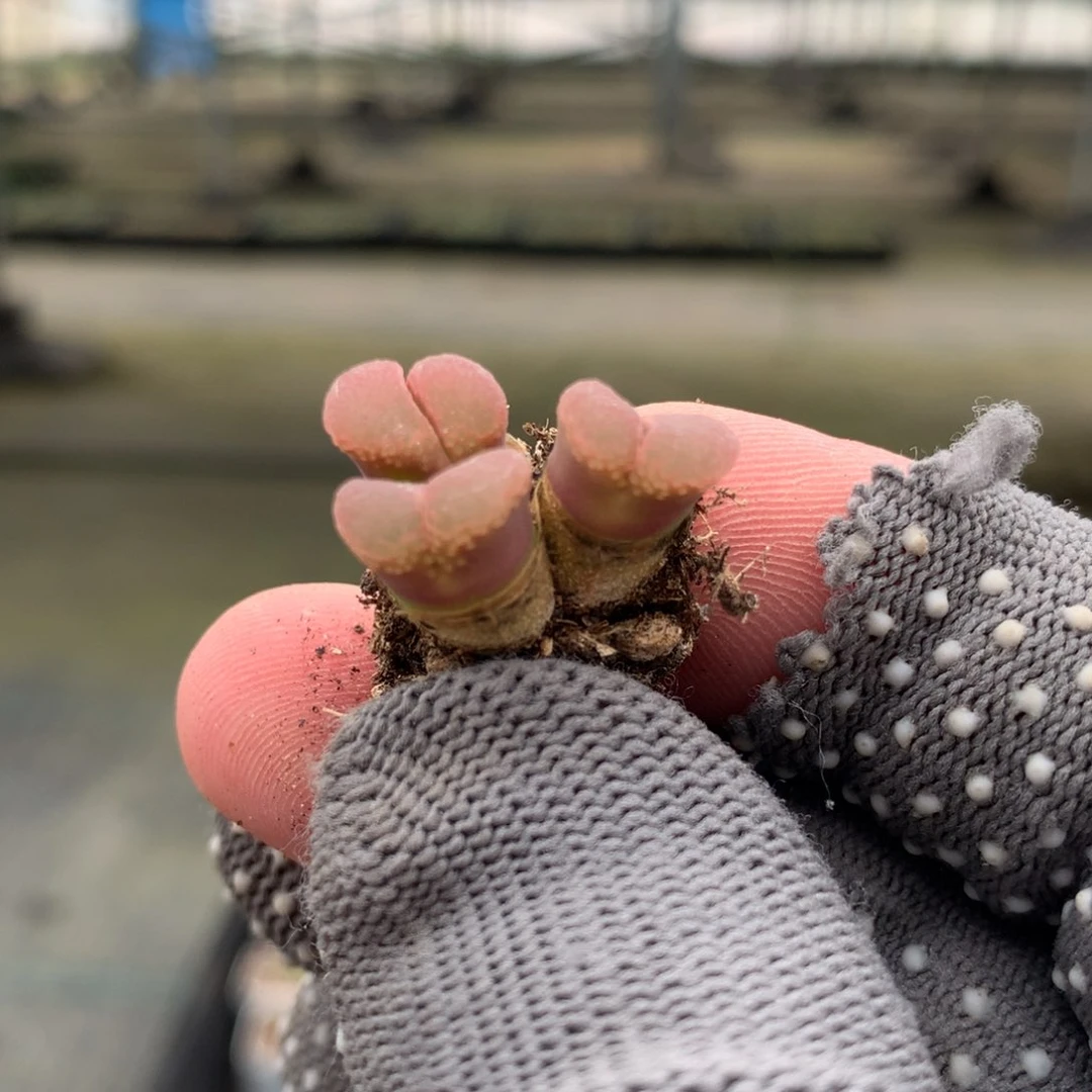 505粉樱风铃母本