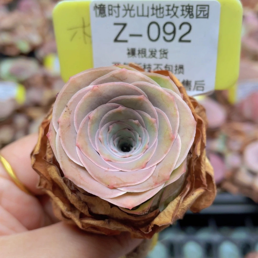 山地玫瑰Z092裸根发货不售后