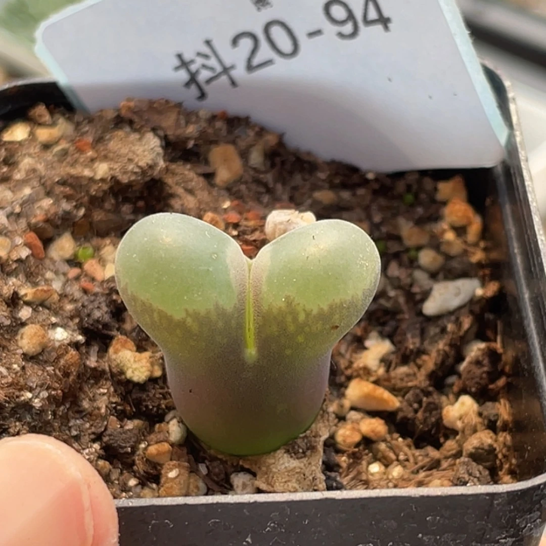 20-94风铃多肉植物