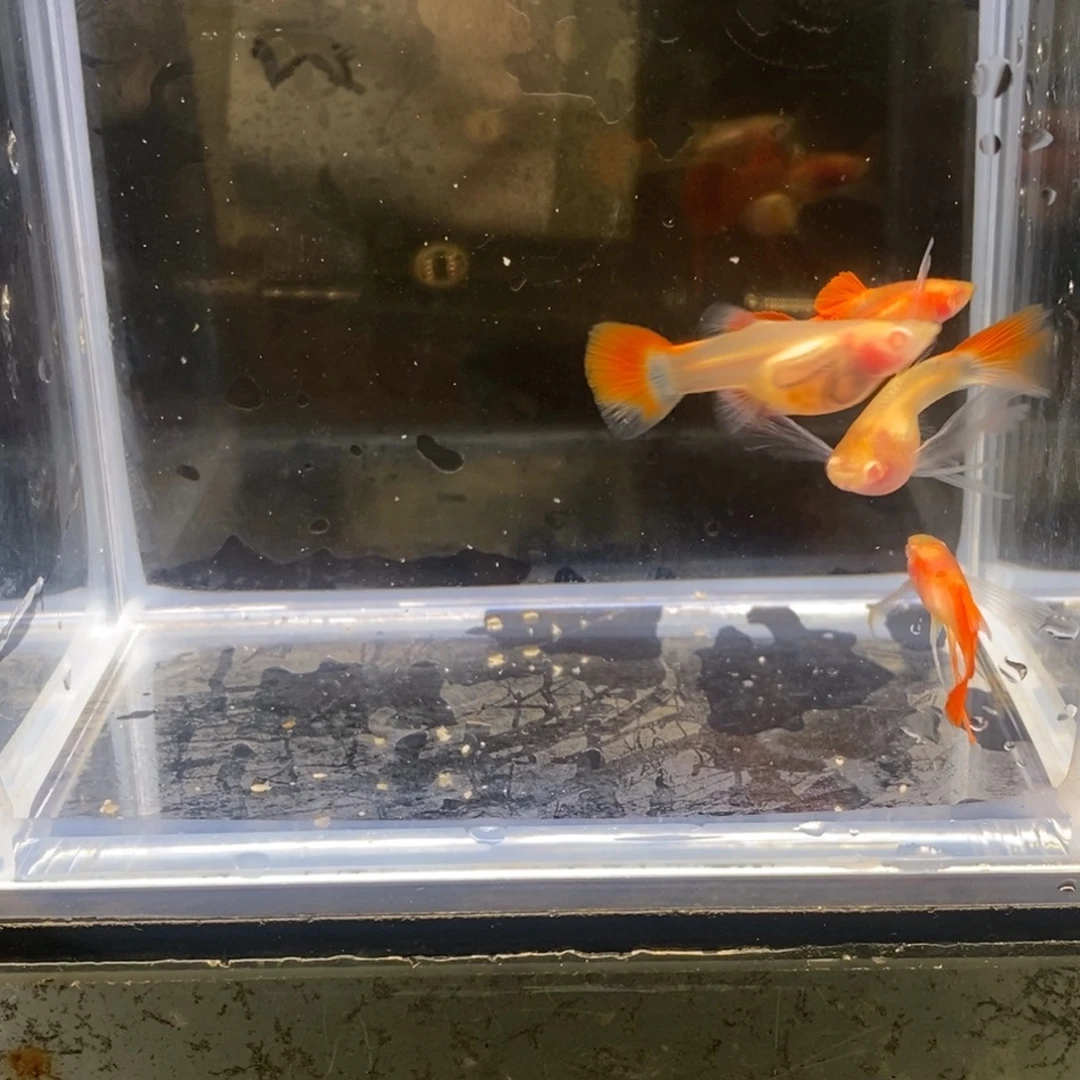 孔雀鱼红宝石玻璃猫c一对加普通体一对