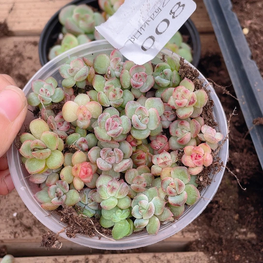 多肉植物多肉植物8