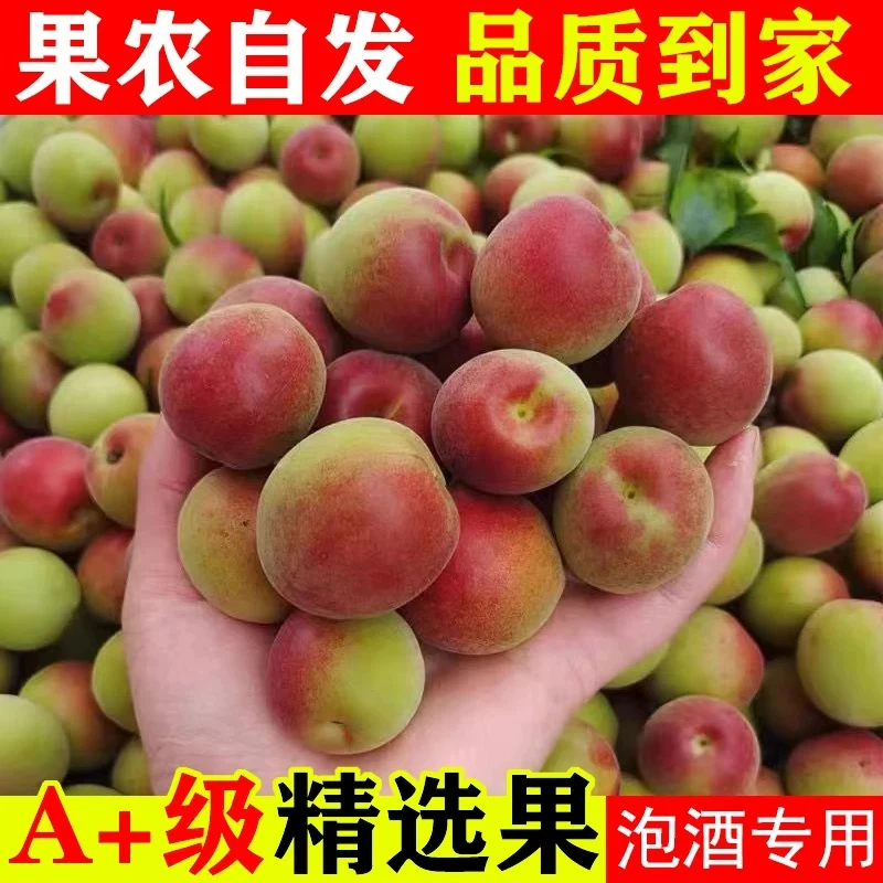 胭脂梅泡酒青梅鲜果诏安现摘红梅新鲜高山野生黄梅酵素生酸脆梅子