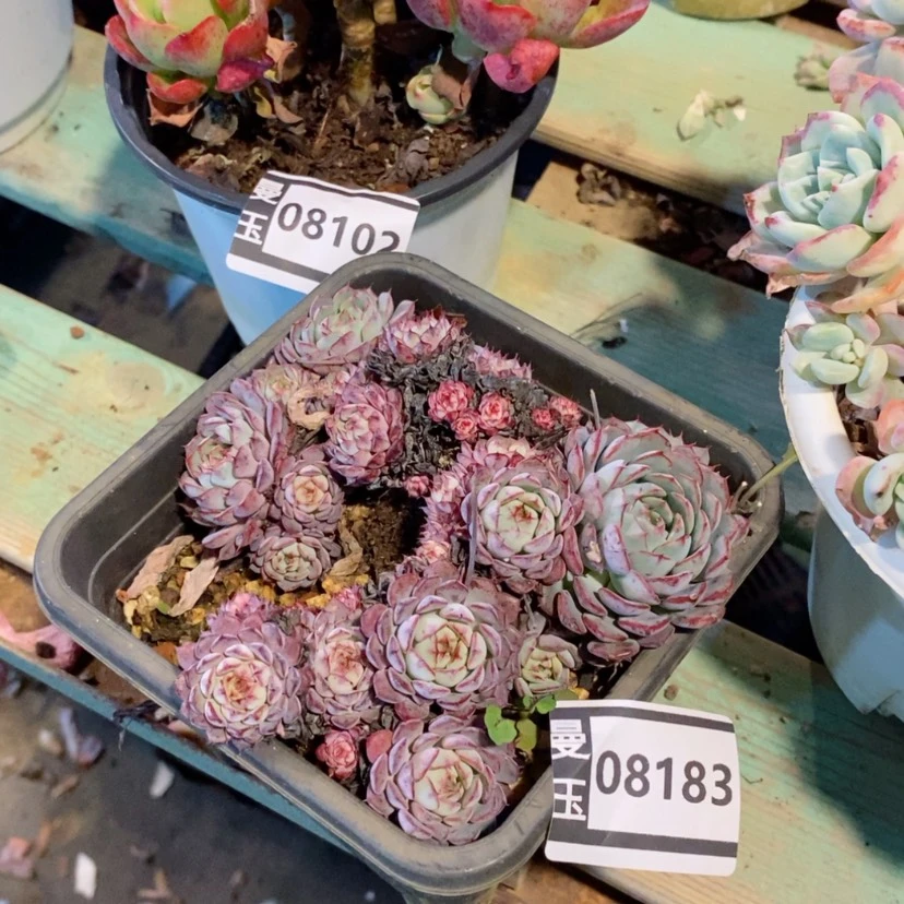 【闪购商品】唐****哟雪姬莲08183