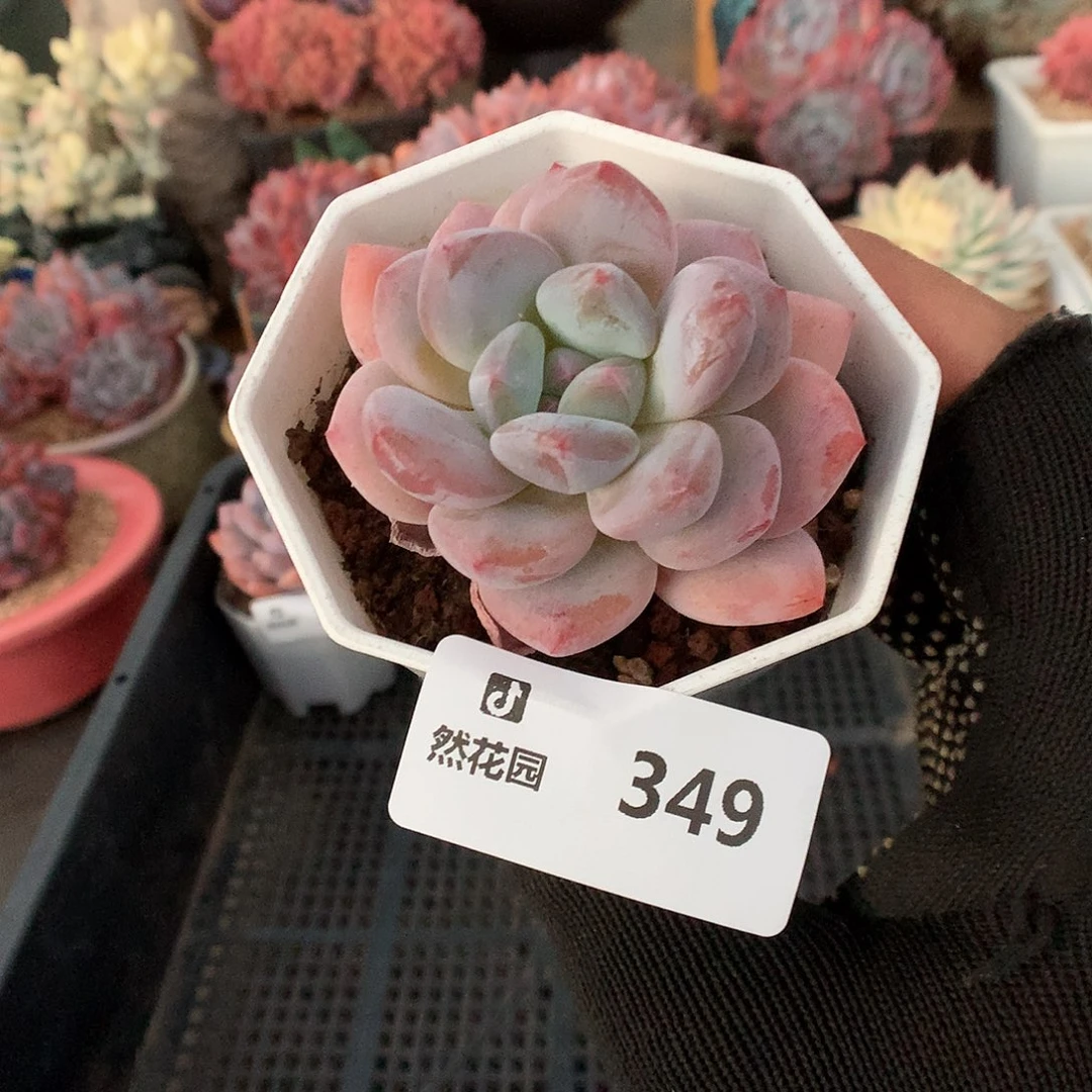 349香橙多肉植物666